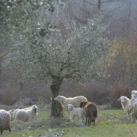 tuscany-organic-farm