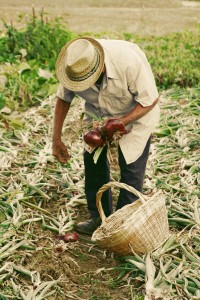 organic-farm-food-tuscany